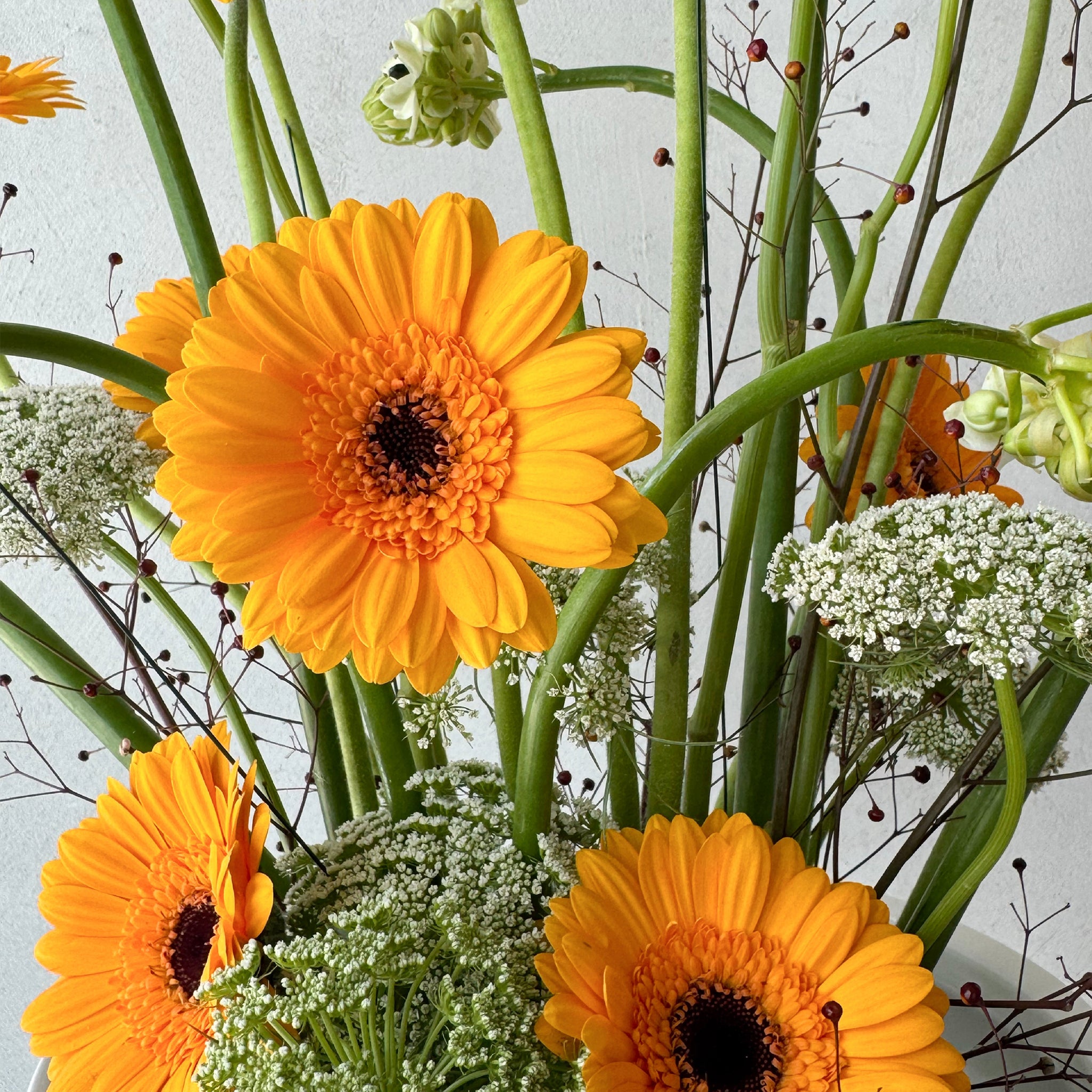Amber Bloom