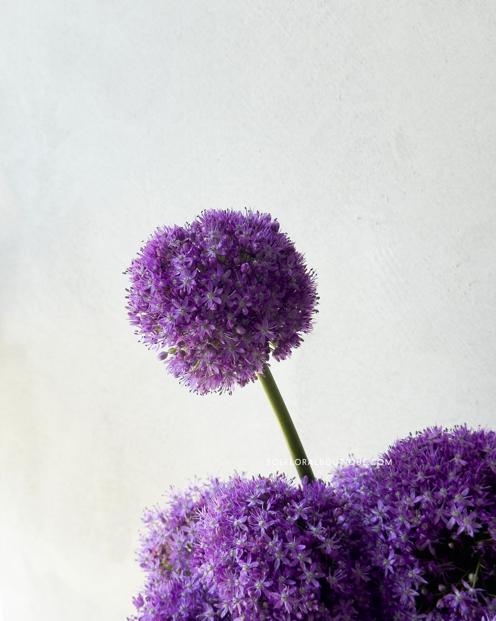 Whispers in Mauve