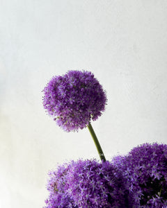 Whispers in Mauve