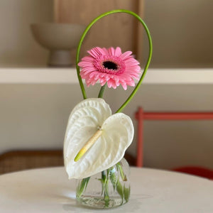 Rosa Collection (Package price)