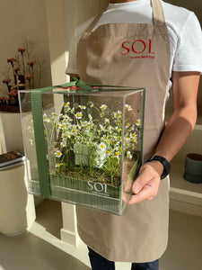 Secret Garden - Pretty Camomile